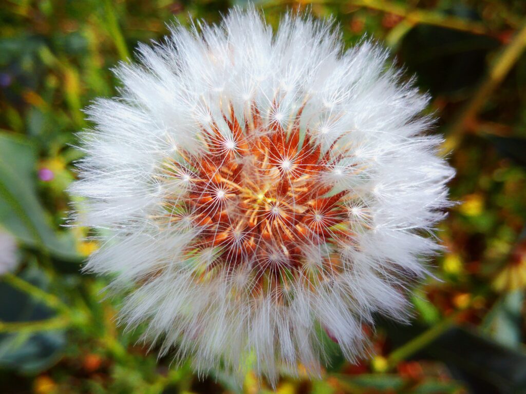Fluffy Dandelion Wallpaper: Close-Up of Delicate Seed Details