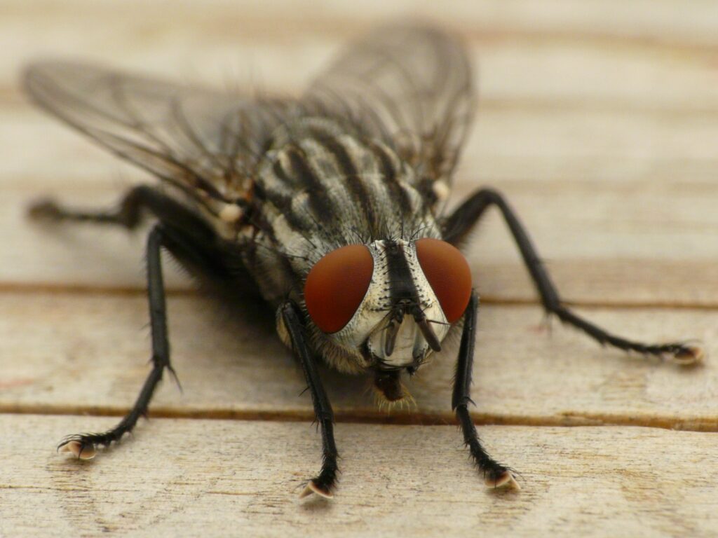 Intricate Fly Wallpaper: Vivid Red Eyes & Textured Body Close-Up