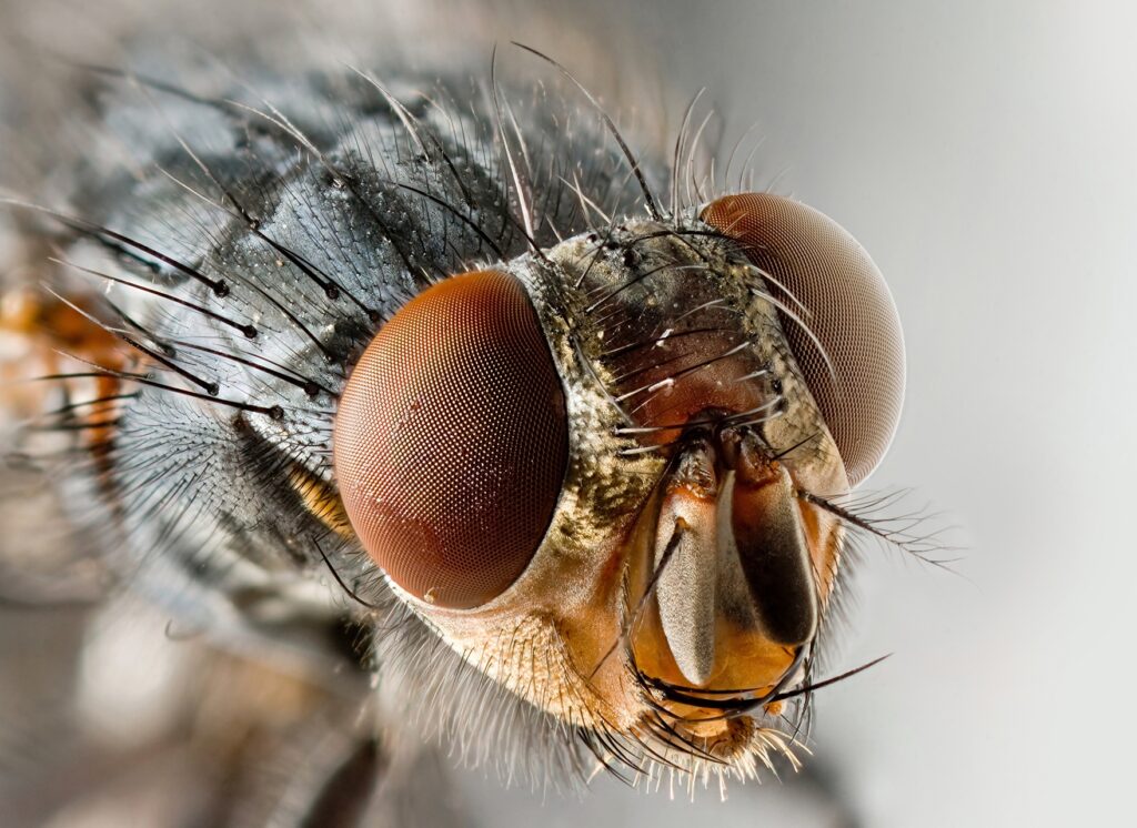 Intricate Fly Close-Up Wallpaper: Detailed Eyes & Wings Background