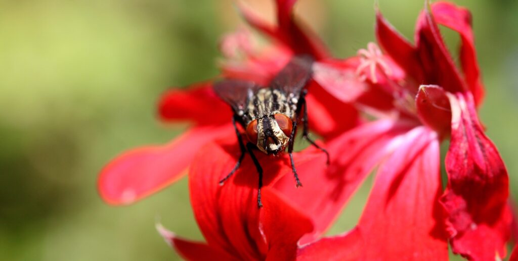 Close-Up of Fly on Red Flowers: Intricate Details for Wallpaper