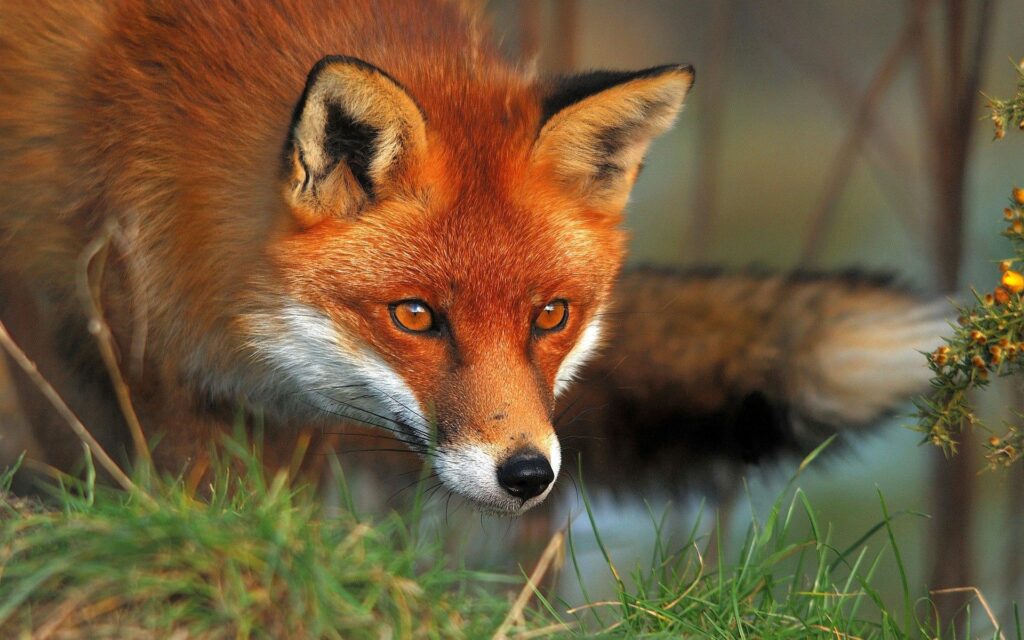 Close-Up of a Fox: Fluffy Fur & Intense Gaze in Natural Setting Wallpaper