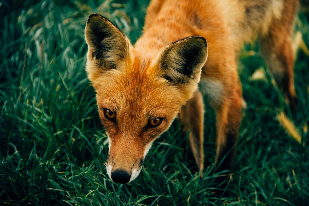 Vibrant Fox Close-Up Wallpaper in Lush Green Grass Background