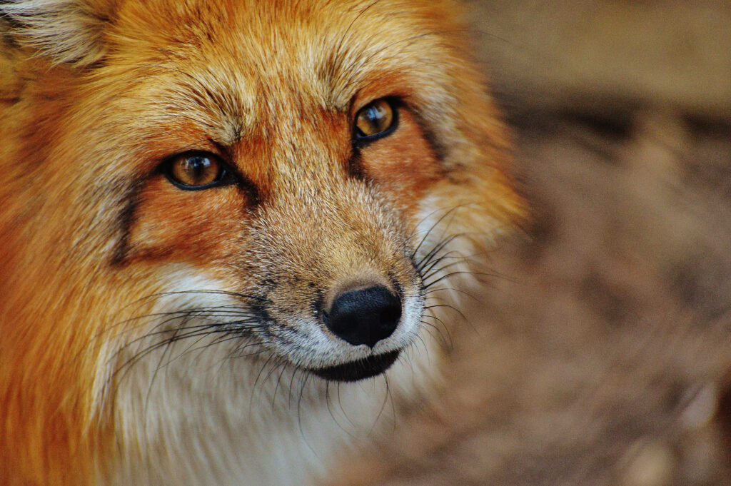 Close-Up Fox Portrait: Reddish-Rusty Face & Stunning Detail Wallpaper