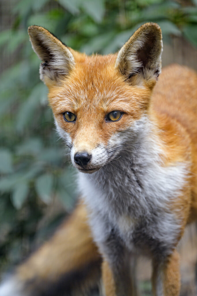 Close-Up Fox Wallpaper: Vivid Fur & Intense Gaze in Nature