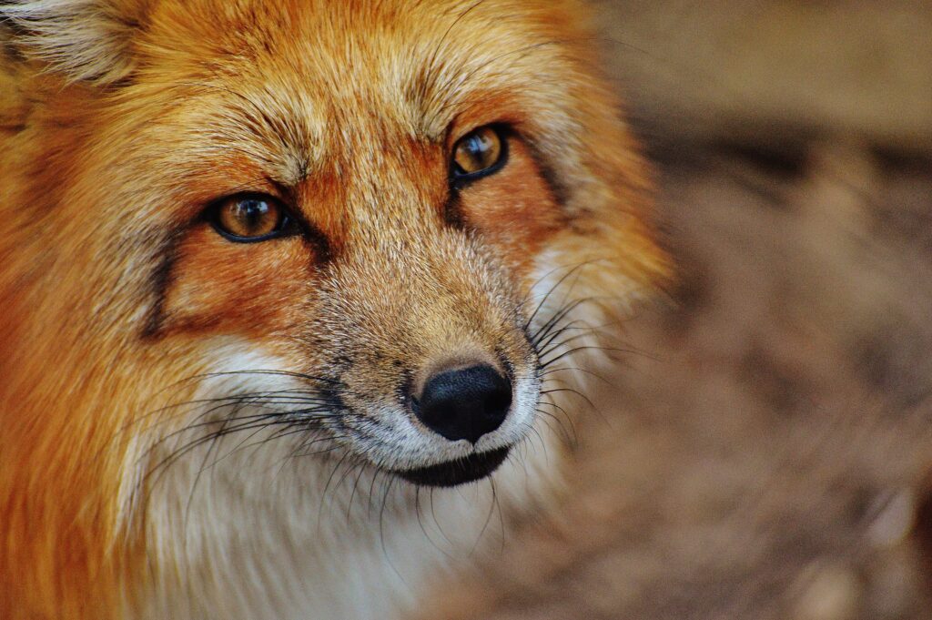 Close-Up Fox Wallpaper: Striking Features & Alert Expression