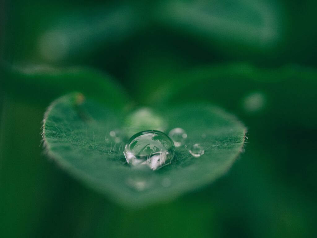 Close-Up Fresh Green Leaf with Dew: Nature Wallpaper Background