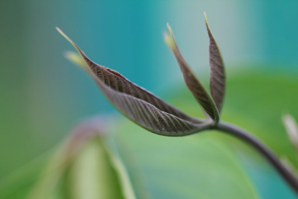 Serene Wallpaper: Close-Up of Fresh Delicate Leaves on Blurred Background