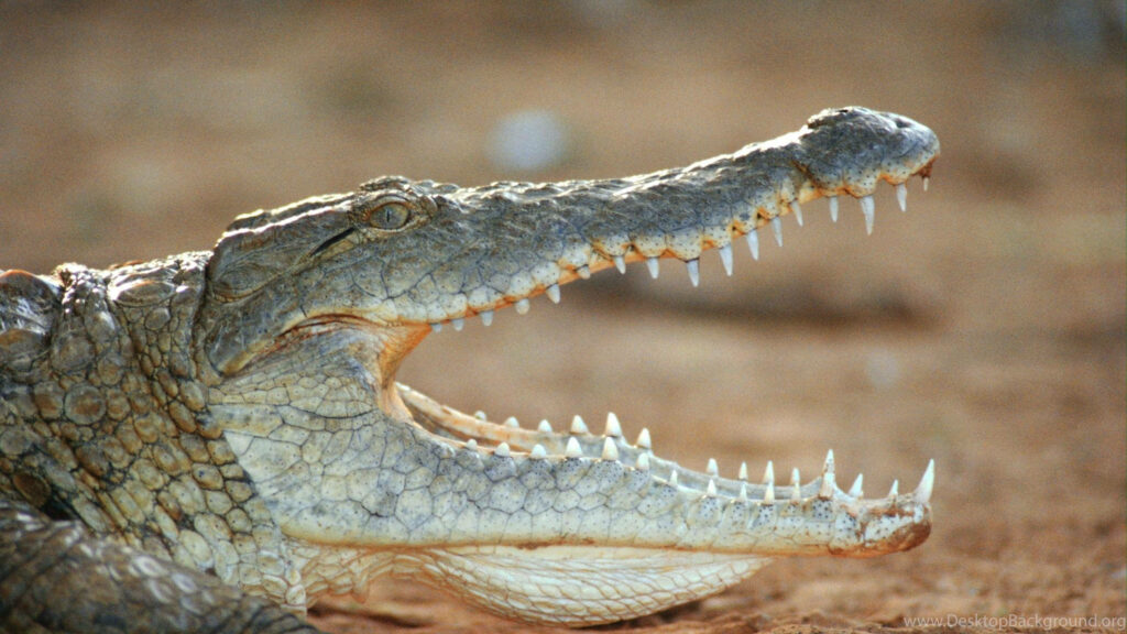 Close-Up Freshwater Alligator Wallpaper: Sharp Teeth & Textured Skin