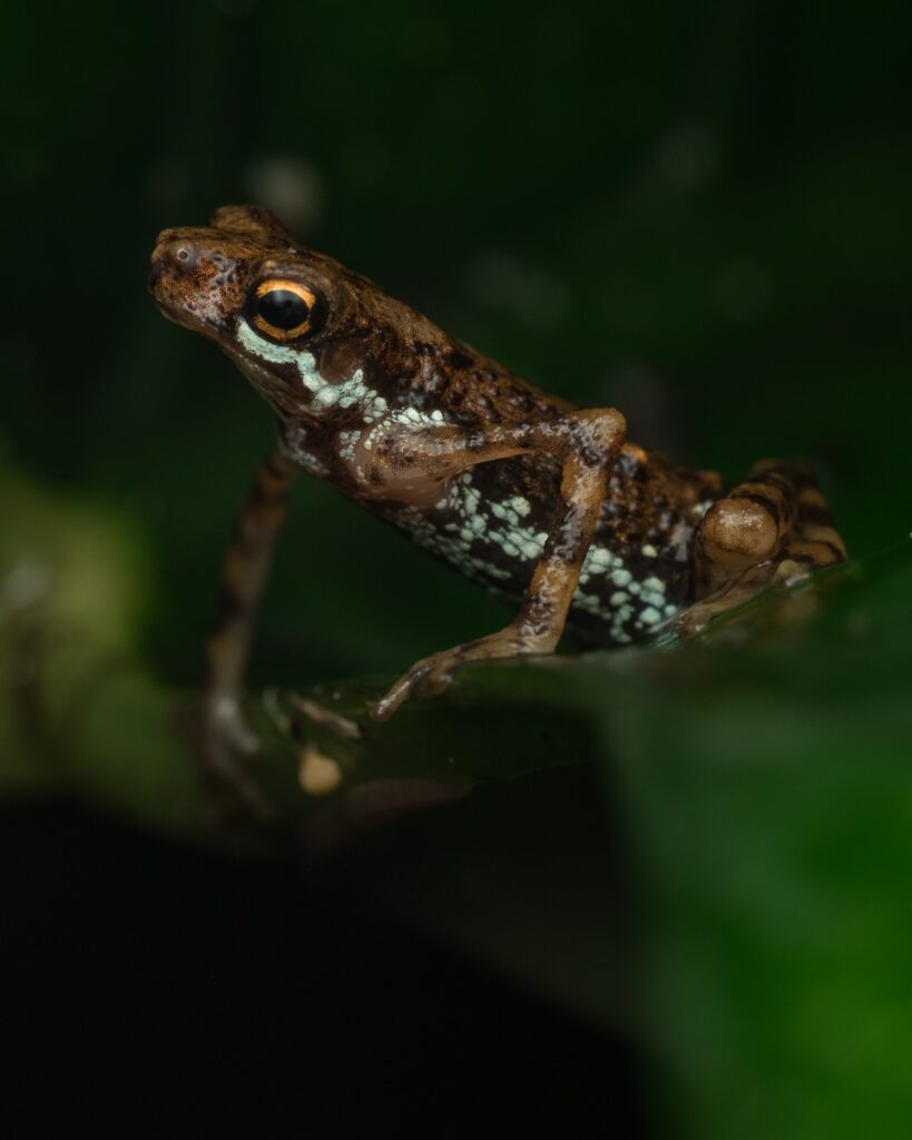 Close-Up Frog Wallpaper: Detailed Skin Patterns & Vibrant Eyes
