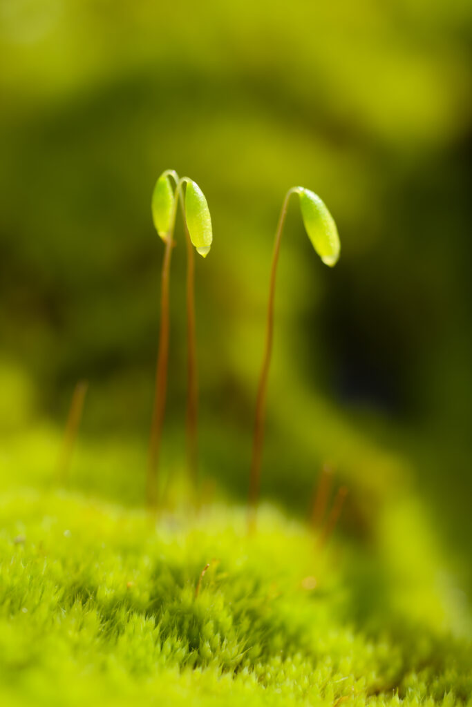 Close-Up Macro of Vibrant Funaria Moss: Nature's Green Wallpaper