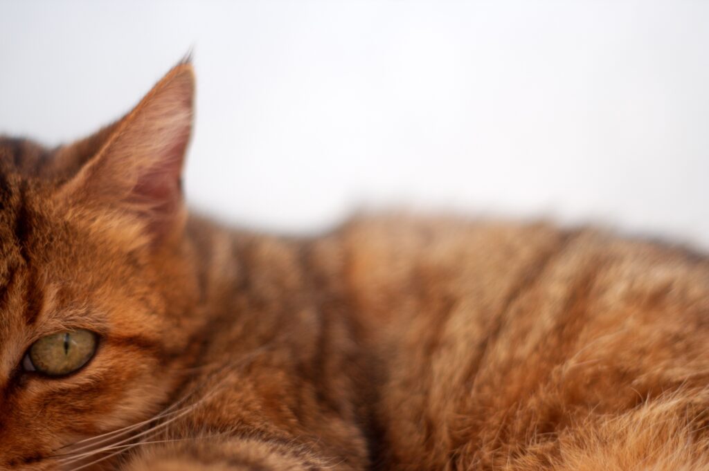 Close-Up of Striped Cat: Furry Details & Intricate Eye Focus Wallpaper