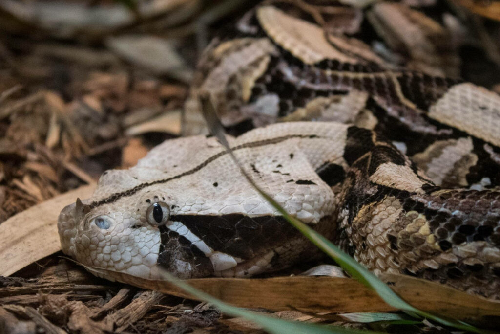 Close-Up Gaboon Viper Wallpaper: Intricate Patterns & Earthy Colors