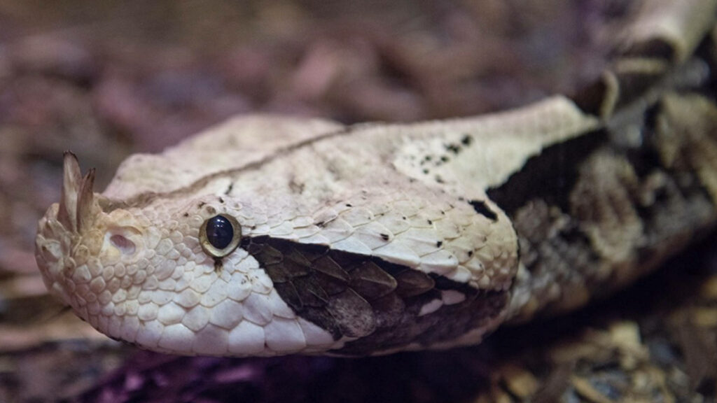 Close-Up of Gaboon Viper: Stunning Scales & Unique Horns Wallpaper