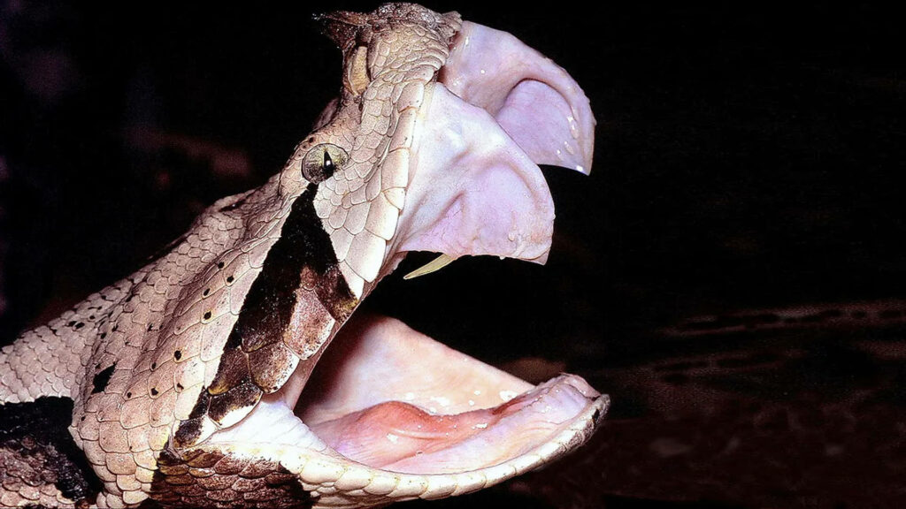 Close-Up of Fierce Gaboon Viper: Striking Scales & Open Mouth Wallpaper