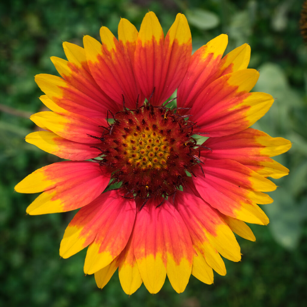 Stunning Macro of Gaillardia Flower: Red & Yellow Petals on Green Wallpaper