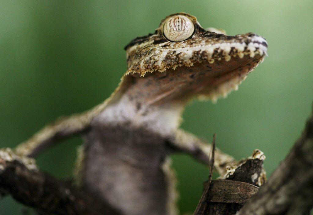 Close-Up Gecko Wallpaper: Textured Skin & Mystical Green Background