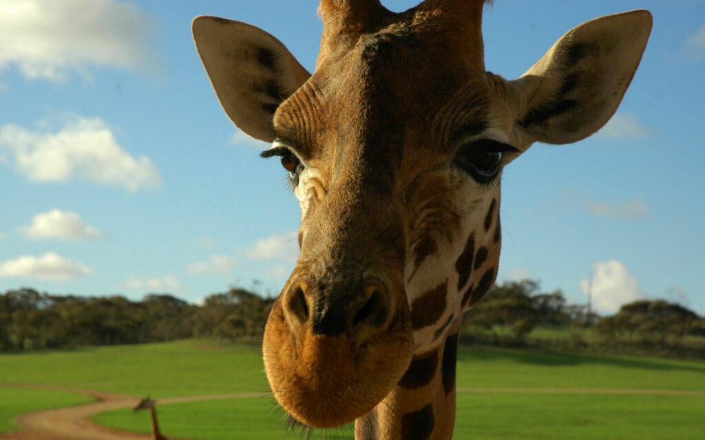 Close-Up Giraffe Wallpaper: Spotted Patterns vs. Serene Landscape