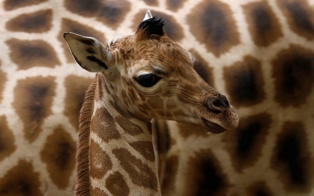 Close-Up Giraffe Wallpaper: Stunning Spotted Coat & Expressive Eyes