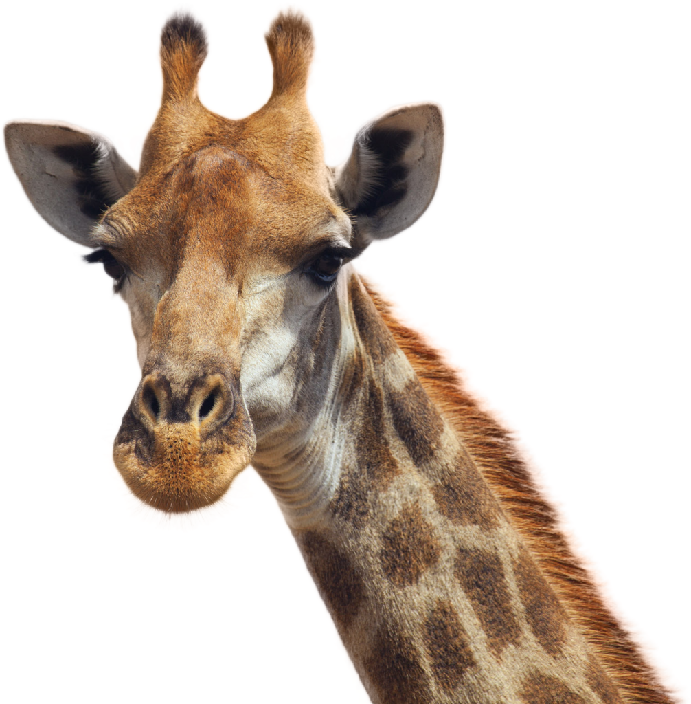 Close-Up Giraffe Portrait: Unique Facial Features & Beautiful Patterned Neck Wallpaper