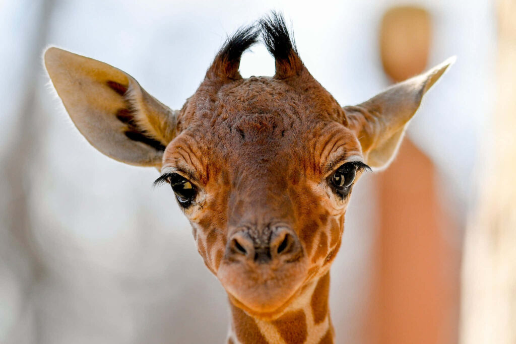 Charming Giraffe Wallpaper: Close-Up with Gentle Eyes & Soft Background