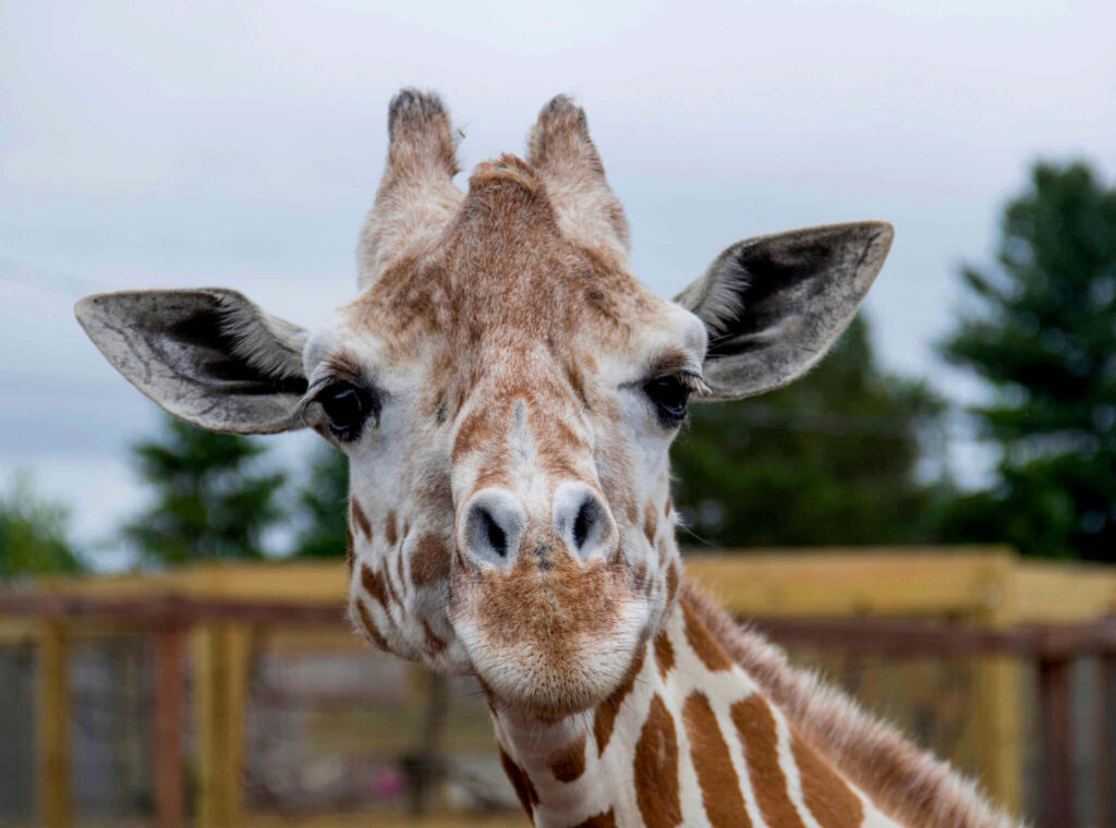 Close-Up Giraffe Wallpaper: Nature Sanctuary with Intricate Patterns