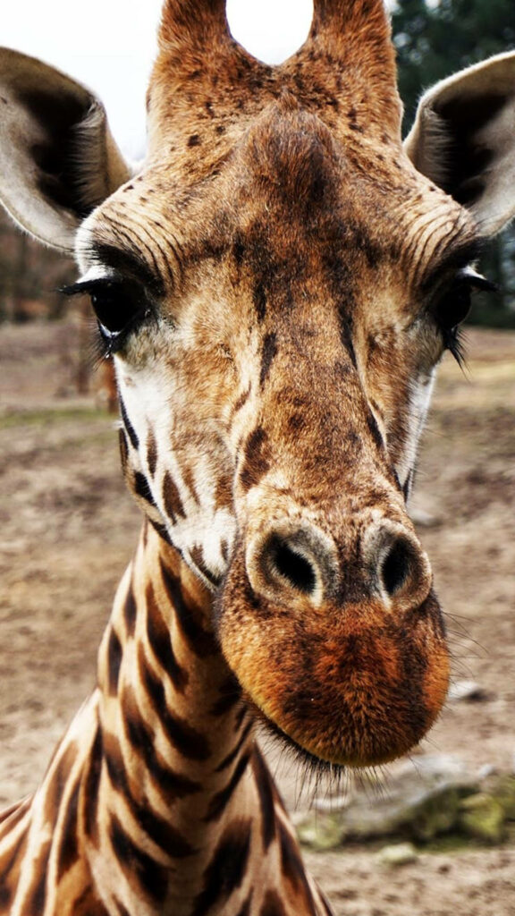 Majestic Giraffe Close-Up Wallpaper: Intricate Fur Patterns & Eyes