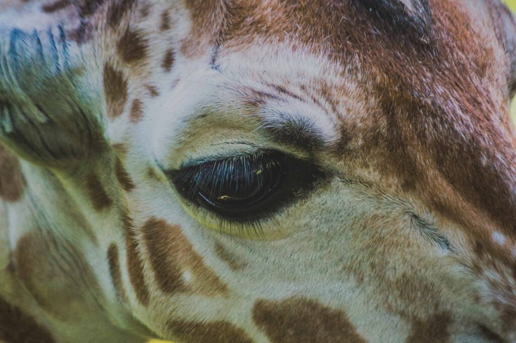 Close-Up of Giraffe's Face: Majestic Eye & Spotted Fur Wallpaper