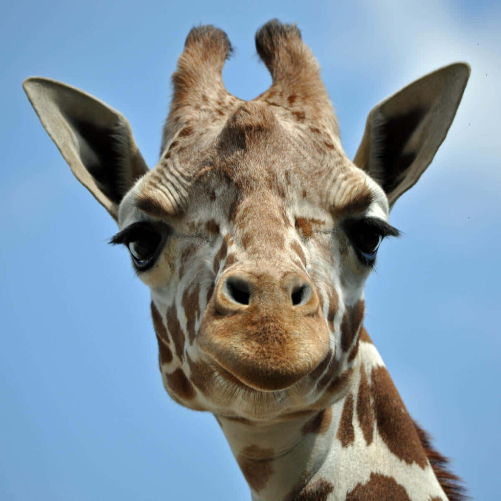 Close-Up Giraffe Wallpaper: Serene Face Against Blue Sky