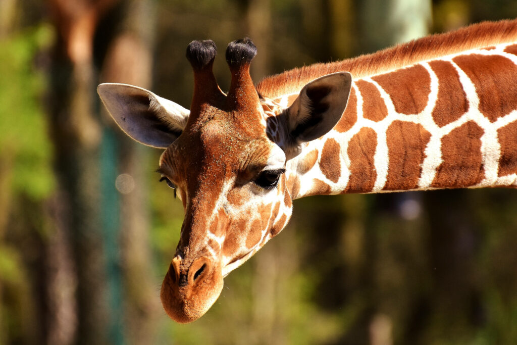 Close-Up Giraffe Wallpaper: Unique Patterns & Serene Background