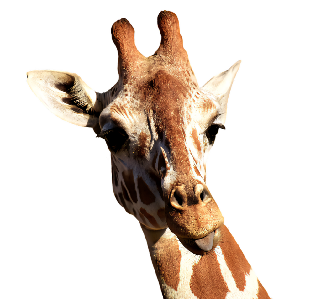 Close-Up Giraffe Portrait: Unique Patterns on Transparent Background Wallpaper