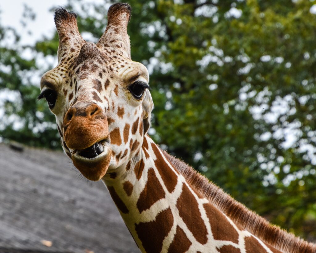 Close-Up Giraffe Wallpaper: Spotted Pattern & Lush Green Background