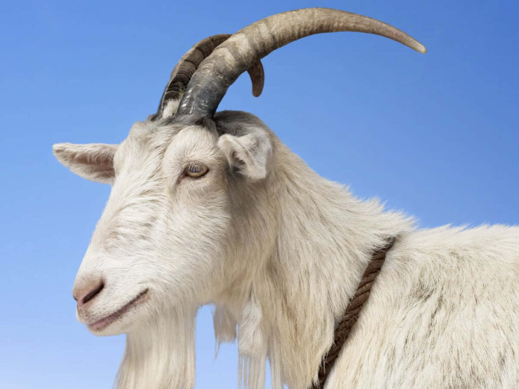 Close-Up of Goat Against Blue Sky - Serene Nature Wallpaper