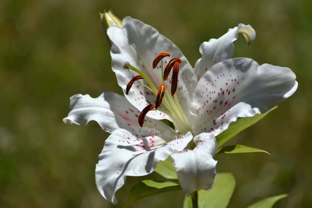 Elegant Golden-Rayed Lily Close-Up with Soft Green Background Wallpaper