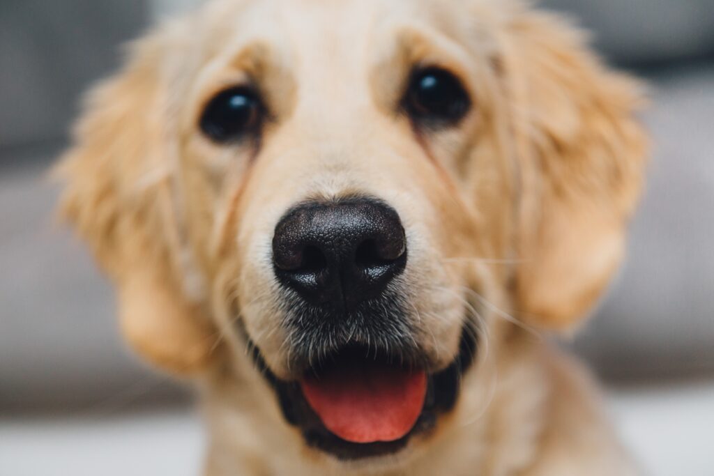 Close-Up of Adorable Golden Retriever Puppy Wallpaper