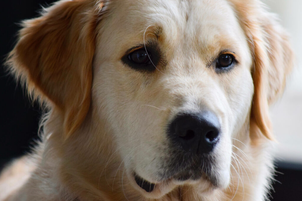 Close-Up Golden Retriever Wallpaper: Gentle Eyes & Soft Fur Background