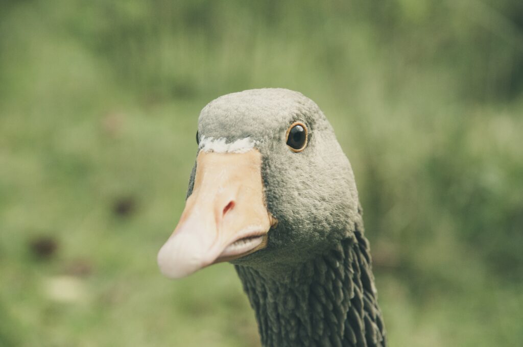 Close-Up Goose Wallpaper: Detailed Plumage on Soft Green Background
