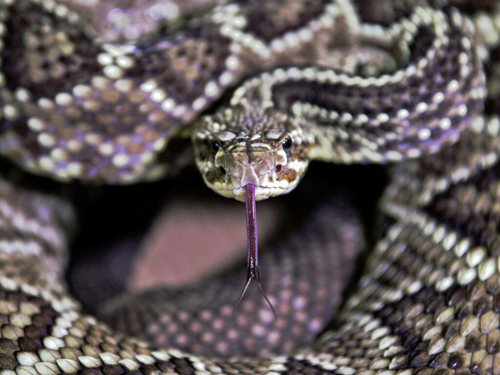 Close-Up of Gopher Snake: Intricate Diamond Pattern Wallpaper