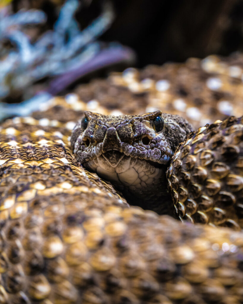 Close-Up of Coiled Gopher Snake: Intricate Patterns & Natural Camouflage Wallpaper