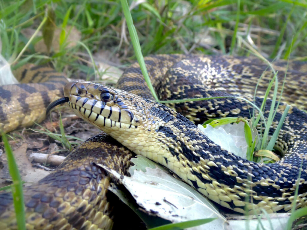 Captivating Gopher Snake Wallpaper: Textured Scales & Greenery