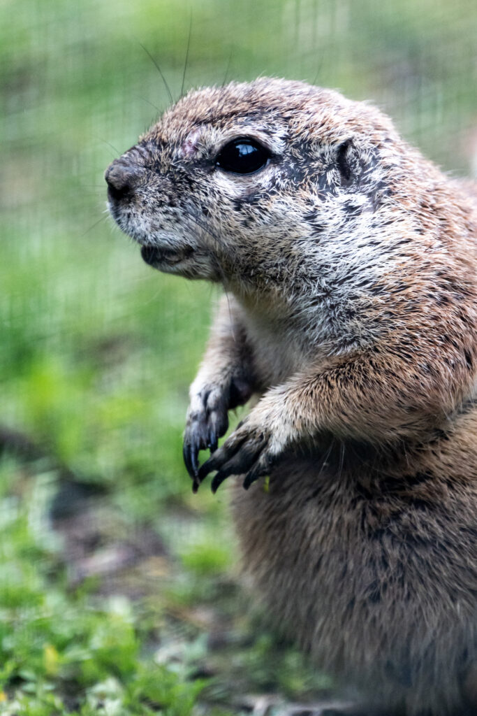 Close-Up Gopher Wallpaper: Detailed Fur & Curiosity with Greenery