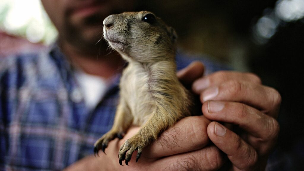 Close-Up of a Gopher in Hands: Serene Human-Animal Connection Wallpaper