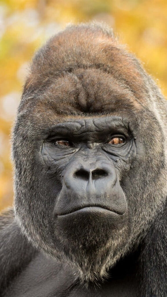 Striking Gorilla Close-Up: Expressive Eyes & Textured Fur Wallpaper