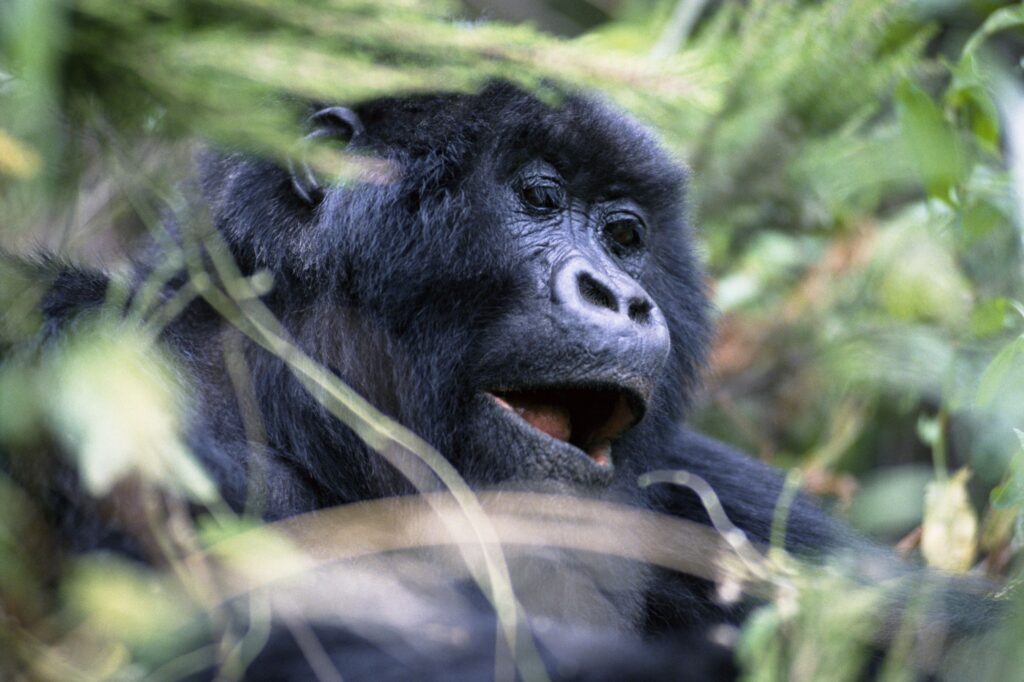 Close-Up of a Gorilla in Lush Greenery - Serene Nature Wallpaper