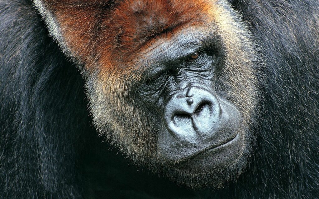 Striking Gorilla Close-Up Wallpaper: Intense Eyes & Textured Hair