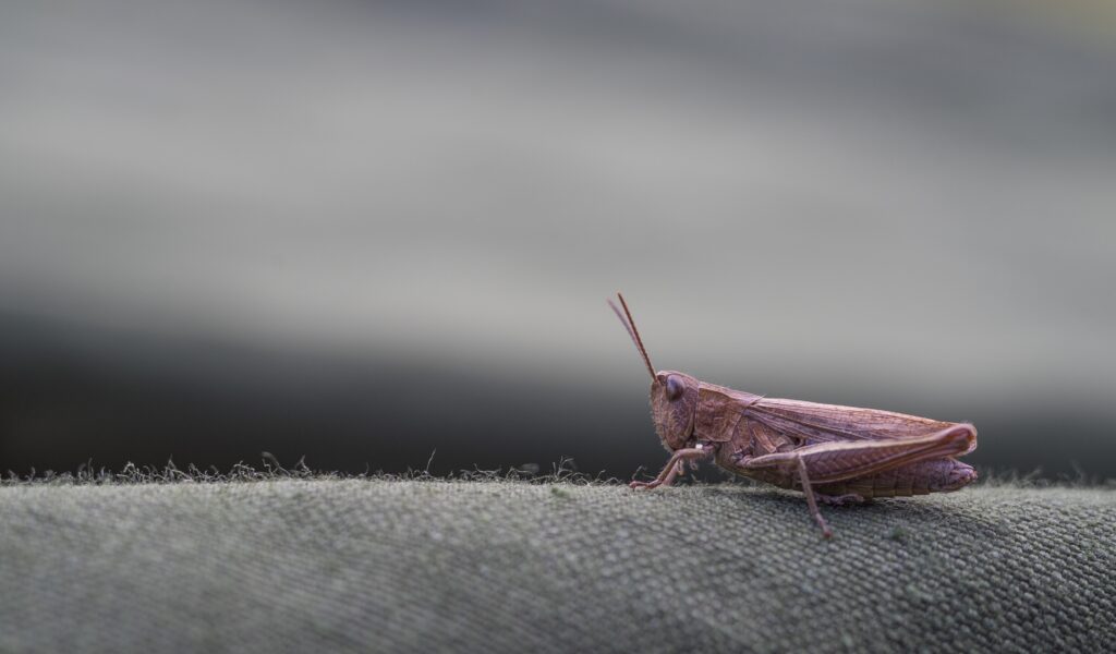 Intricate Grasshopper Close-Up: Textured Surface Wallpaper Background
