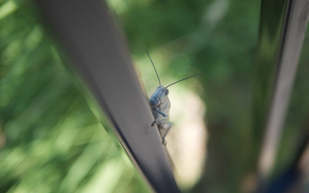 Close-Up of Grasshopper on Metallic Surface - Nature Wallpaper