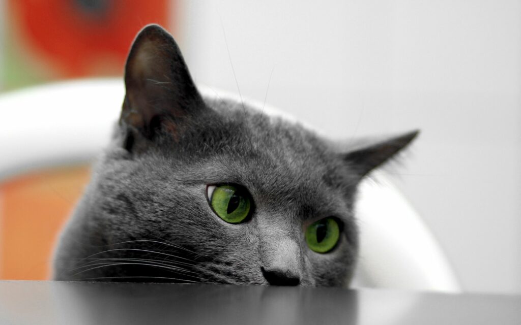 Gray Cat with Green Eyes: Close-Up Table View Wallpaper