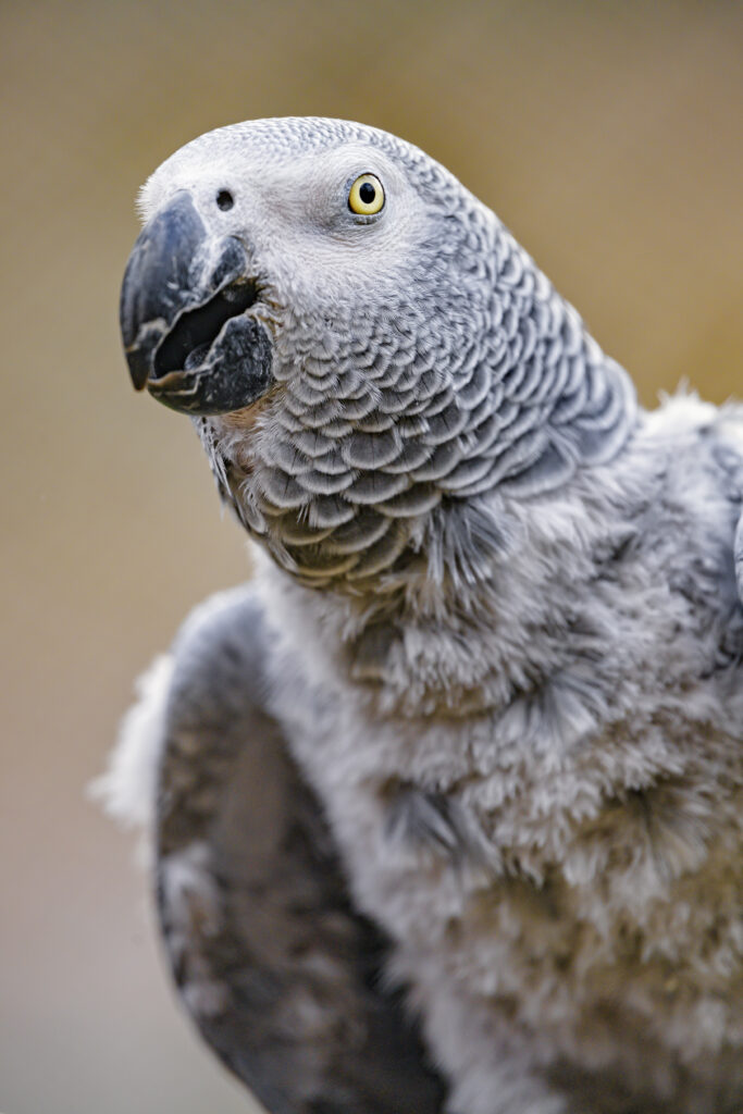 Close-Up Gray Parrot Wallpaper: Intricate Feathers & Expressive Eyes