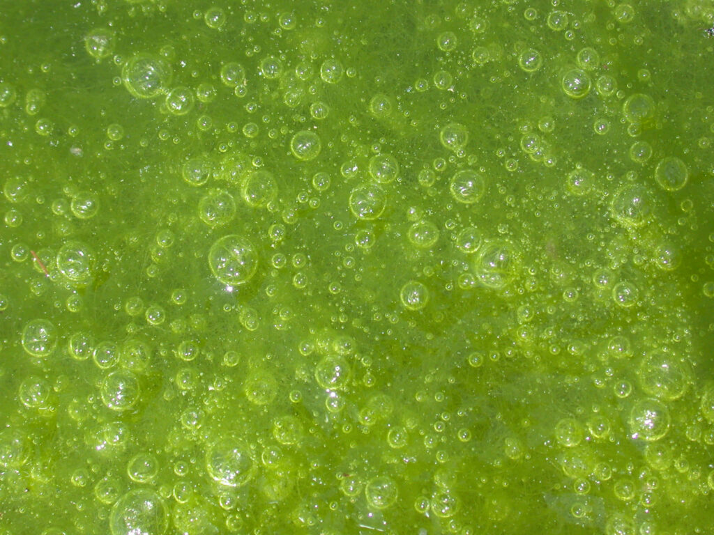 “Nature's Textures: Close-Up Green Algae Wallpaper Background with Bubbles”