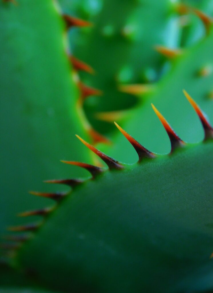 Close-Up Green Cactus Wallpaper: Textured Surface & Sharp Thorns